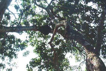 IM000372